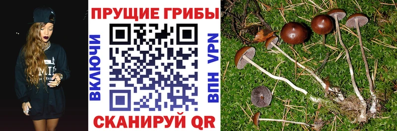 Псилоцибиновые грибы Cubensis  даркнет официальный сайт  Оханск 